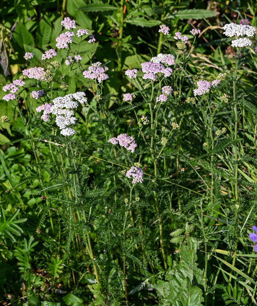 Изображение особи Achillea millefolium.