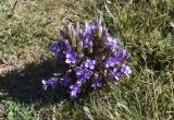 Gentianella campestris