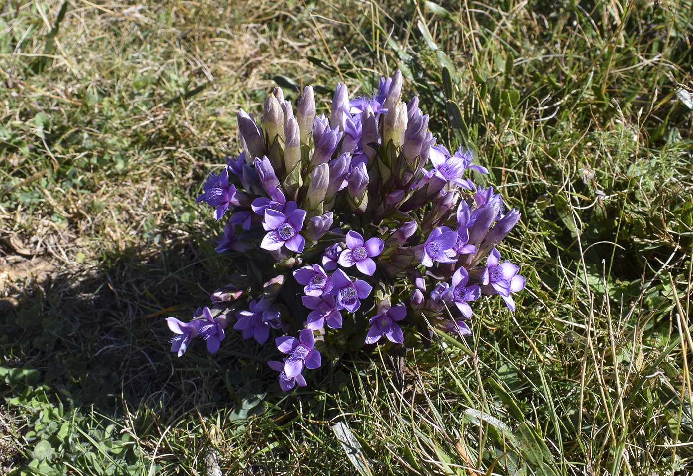 Изображение особи Gentianella campestris.