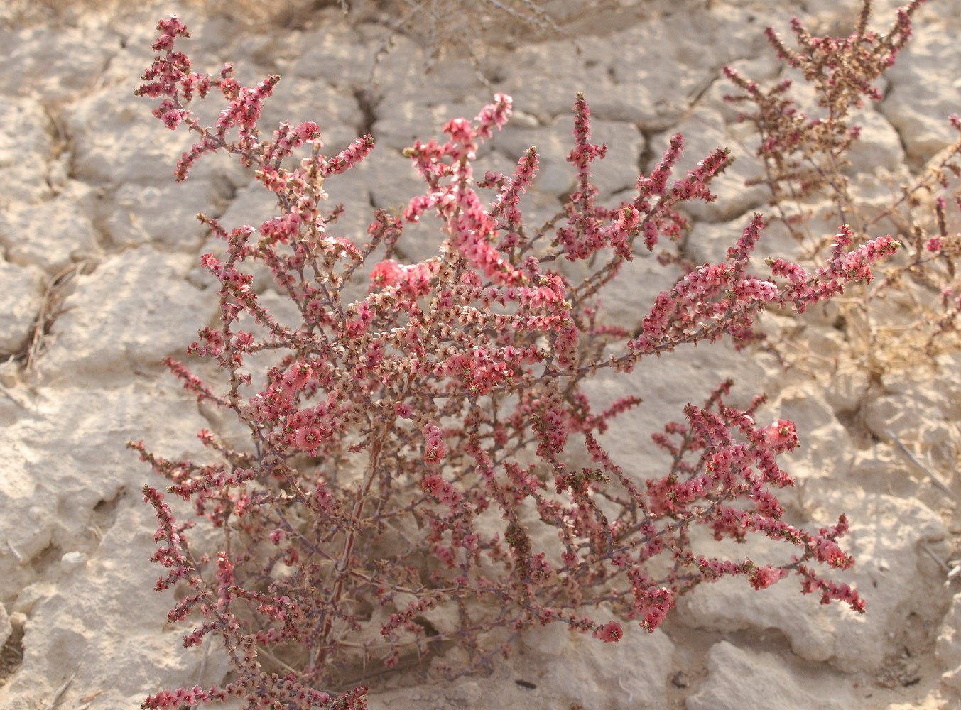 Image of Girgensohnia oppositiflora specimen.