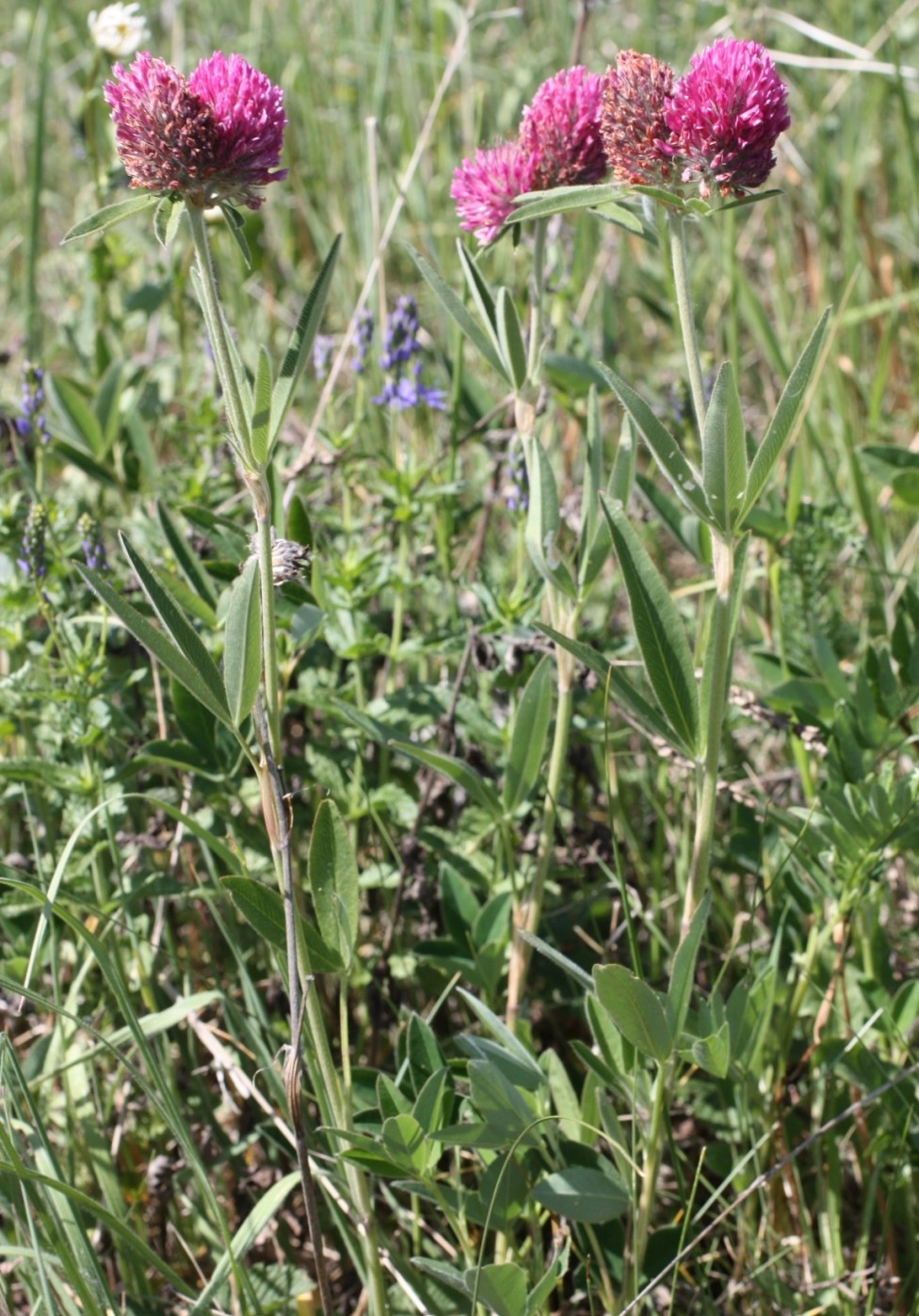 Image of Trifolium alpestre specimen.