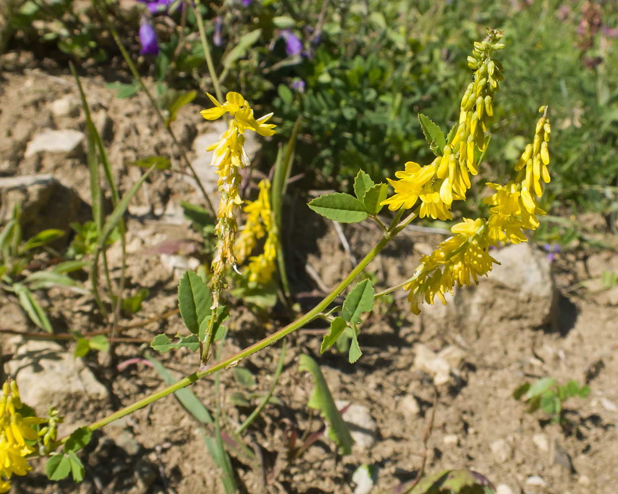 Изображение особи Melilotus officinalis.