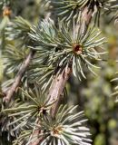 Cedrus atlantica. Часть веточки. Крым, Южный Берег, городской округ Ялта, Массандровский парк. 29.05.2024.