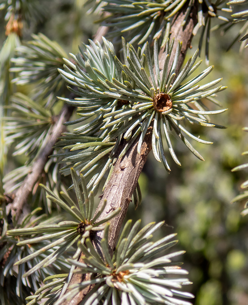 Изображение особи Cedrus atlantica.