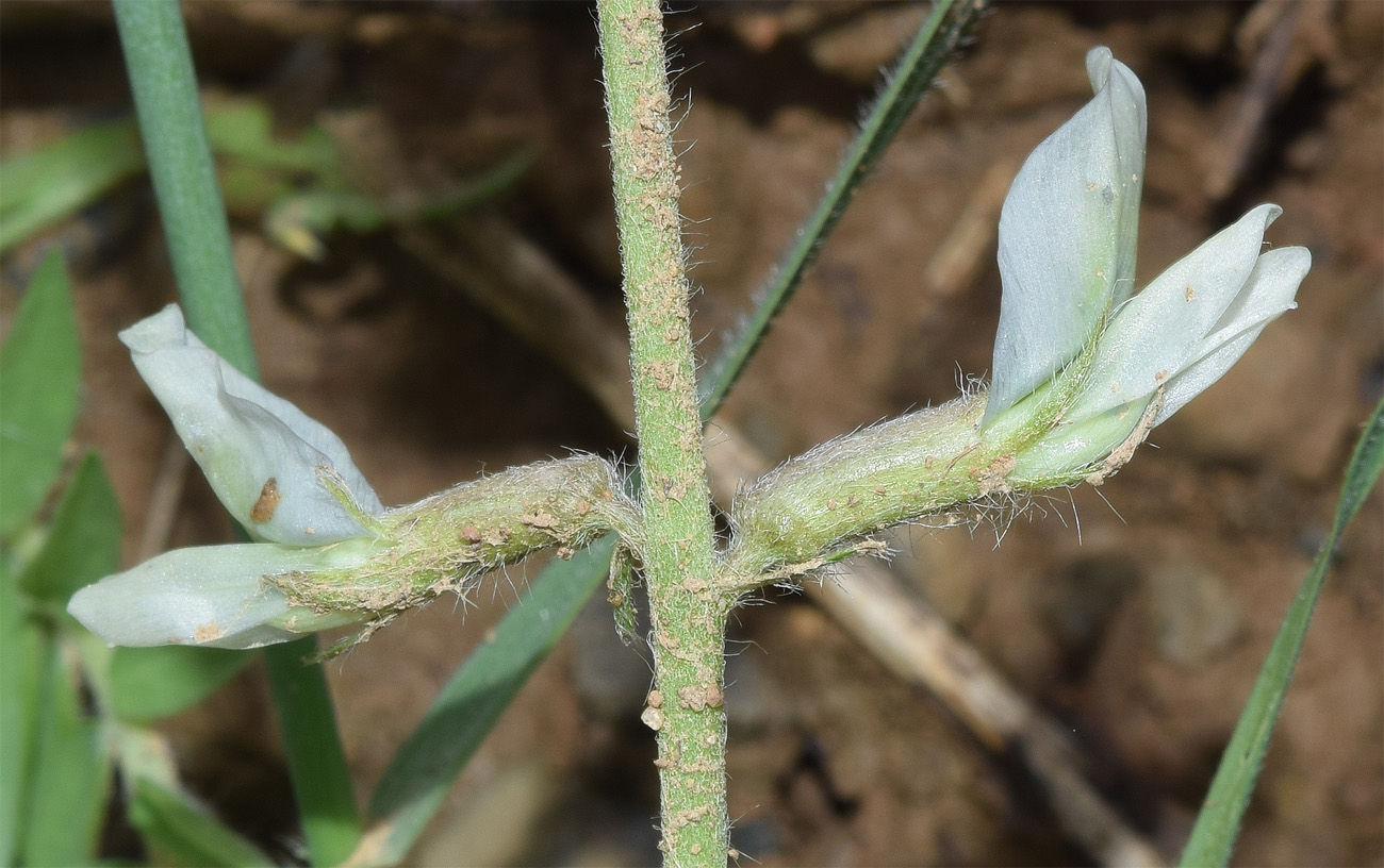 Image of genus Oxytropis specimen.