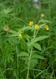 Geum aleppicum