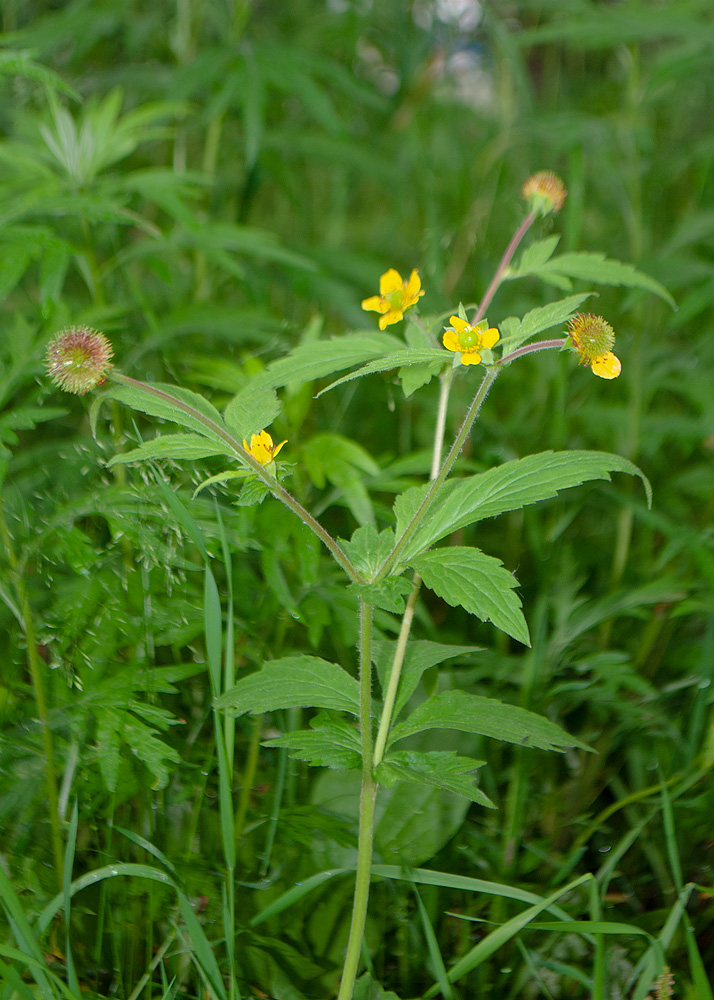 Изображение особи Geum aleppicum.