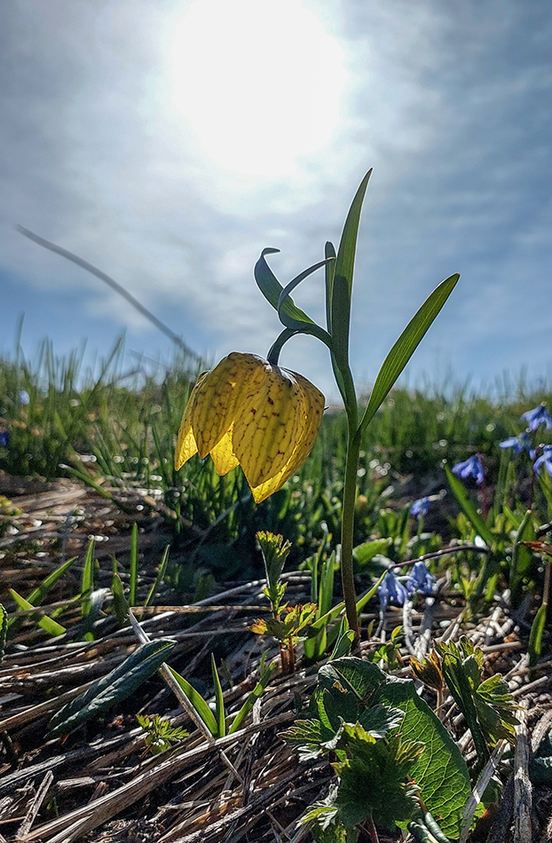 Image of Fritillaria ophioglossifolia specimen.