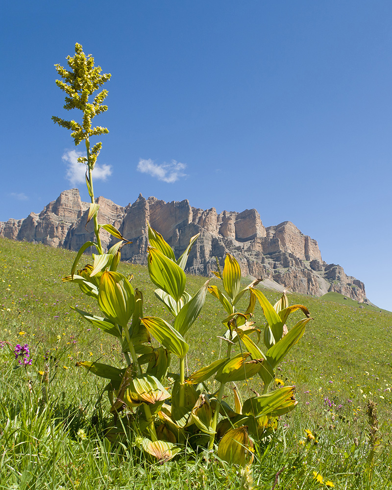 Image of Veratrum lobelianum specimen.