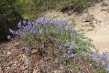 View full-size image Veronica capsellicarpa