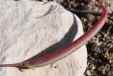 View full-size image genus Astragalus
