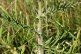 Смотреть изображение Cirsium laniflorum