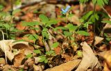 View full-size image Corydalis ussuriensis