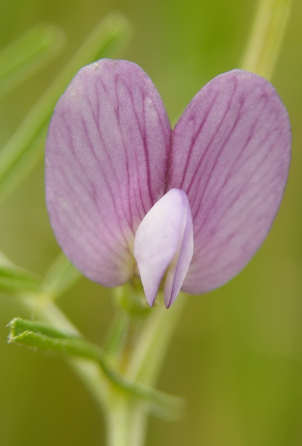 Image of Vicia peregrina specimen.