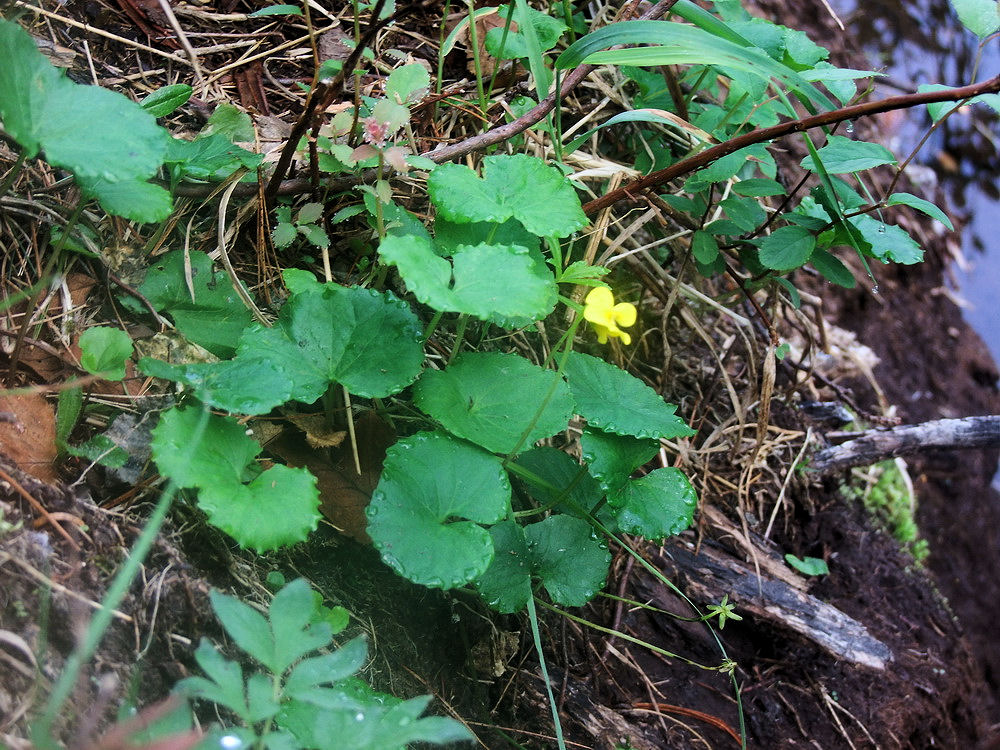 Image of Viola kusnezowiana specimen.