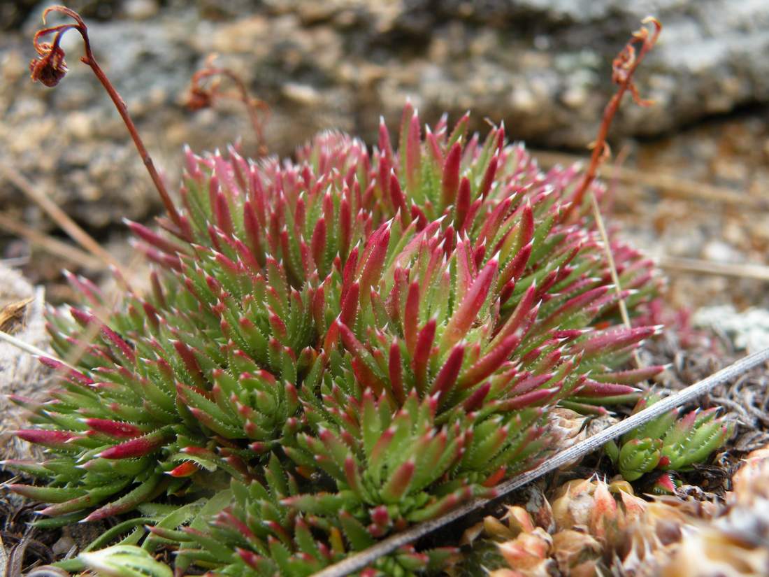 Image of Saxifraga spinulosa specimen.