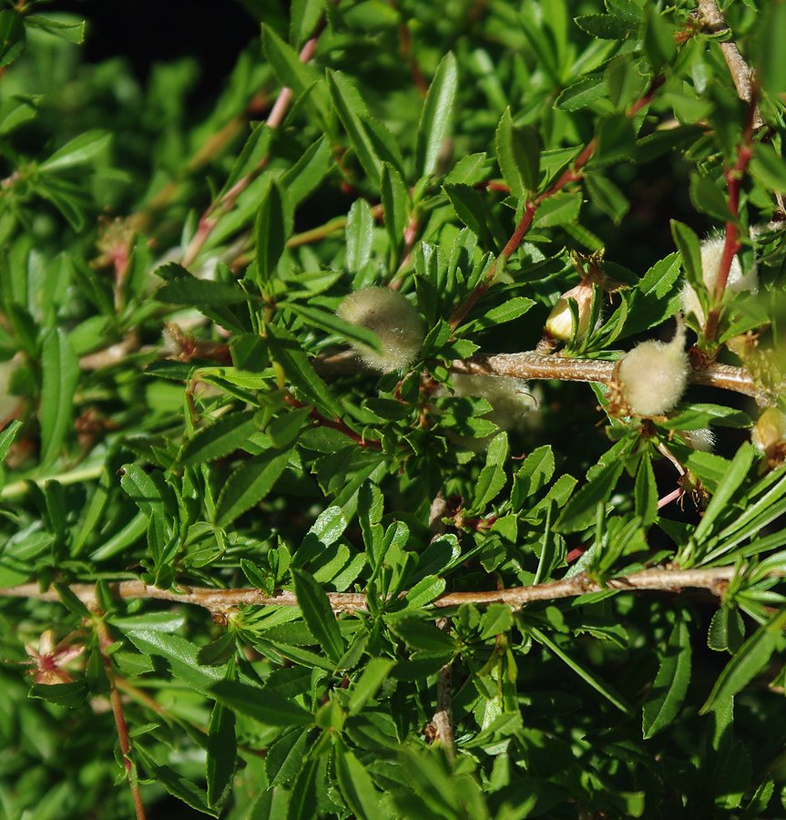 Image of Amygdalus petunnikowii specimen.