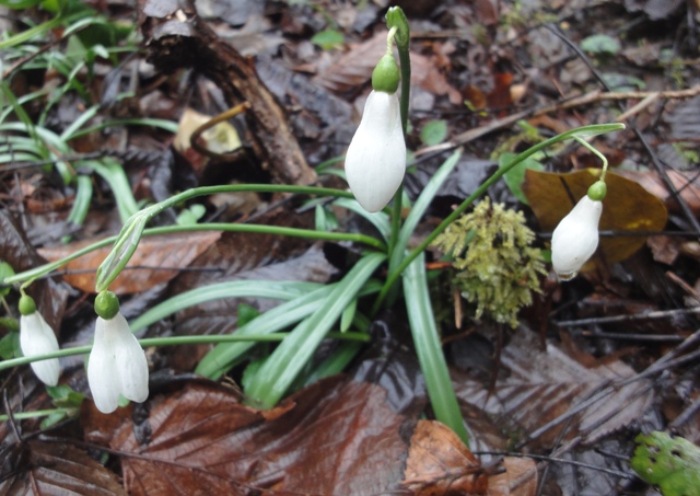 Image of Galanthus rizehensis specimen.