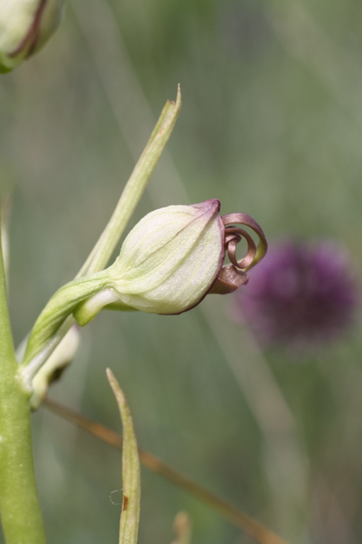 Image of Himantoglossum caprinum specimen.