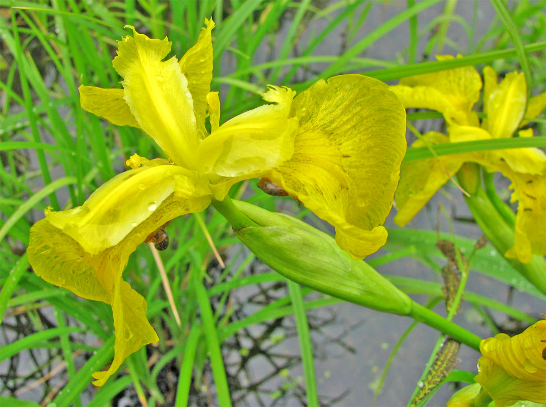 Image of Iris pseudacorus specimen.