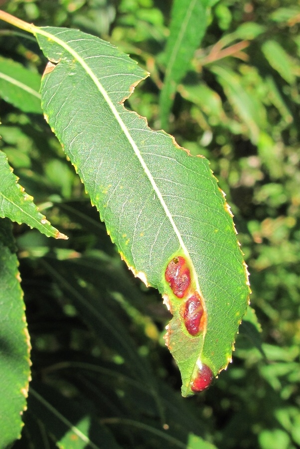 Изображение особи Salix triandra.