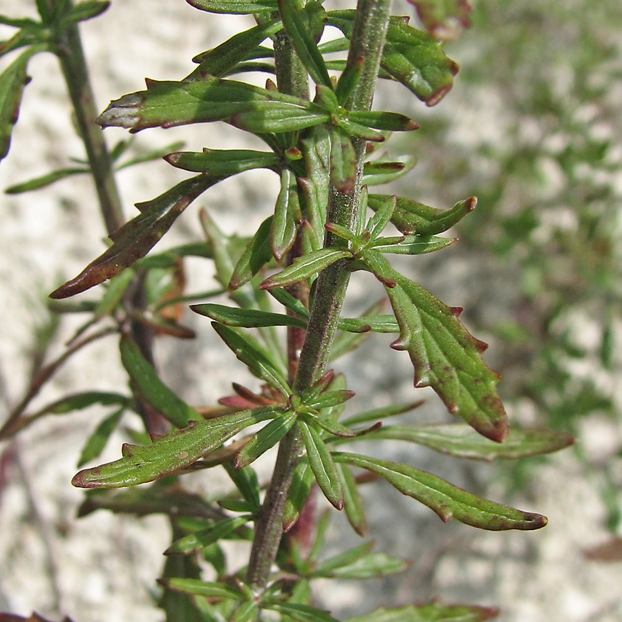 Image of Scrophularia cretacea specimen.