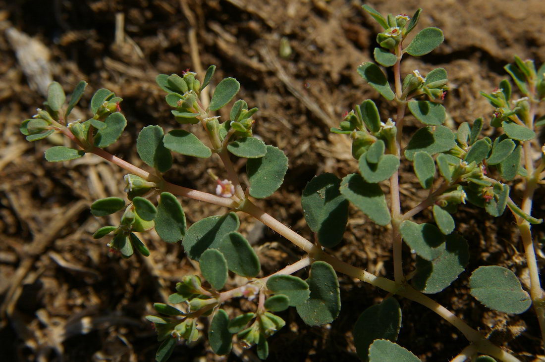 Изображение особи Euphorbia chamaesyce.