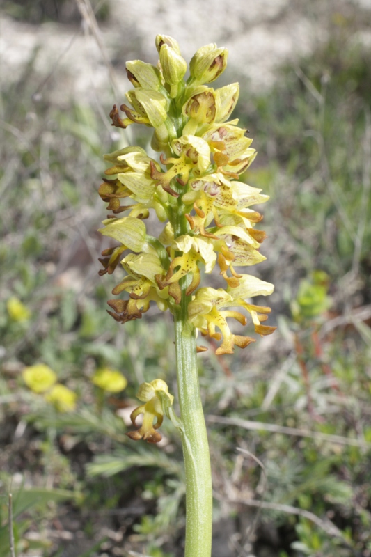 Image of Orchis punctulata specimen.