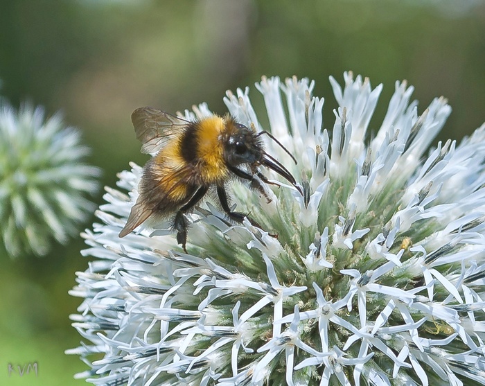 Изображение особи Echinops sphaerocephalus.