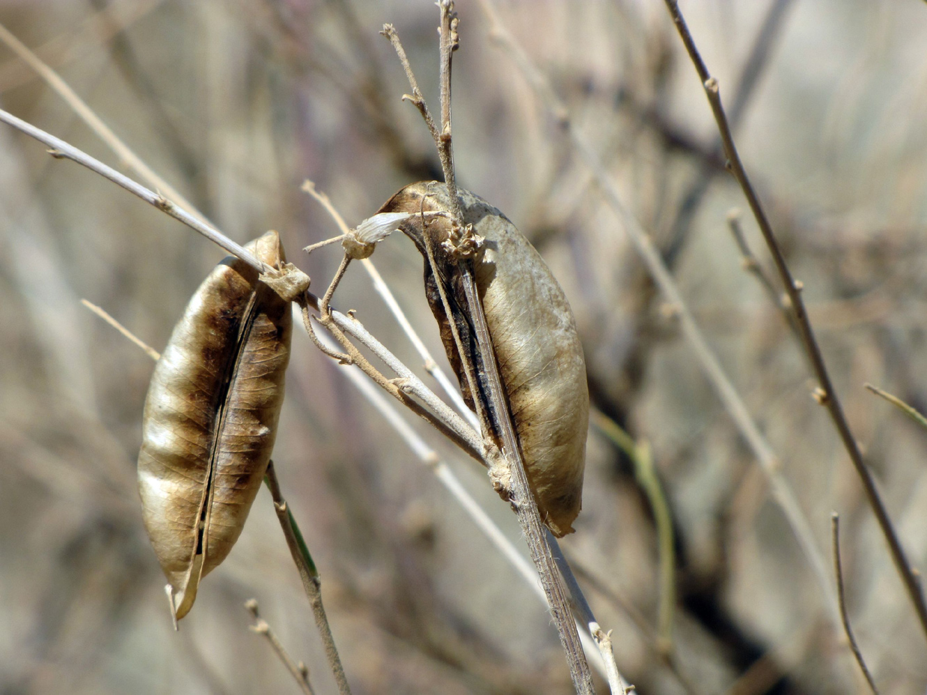 Image of Colutea istria specimen.