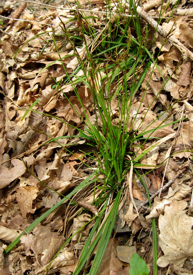 Image of Carex digitata specimen.