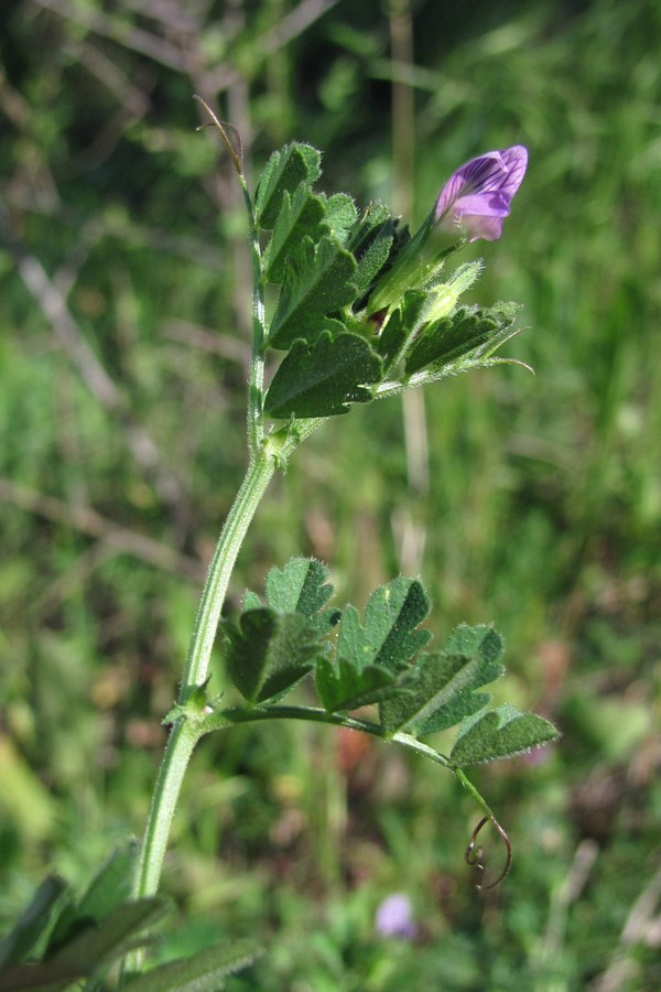 Image of Vicia incisa specimen.