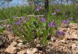 Polygala sibirica. Цветущее растение. Татарстан, г. Бавлы, каменистый склон. 27.05.2012.