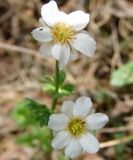 Callianthemum isopyroides. Цветки. Республика Саха, Нерюнгринский р-н, окр. перевала Тит. 09.06.2012.