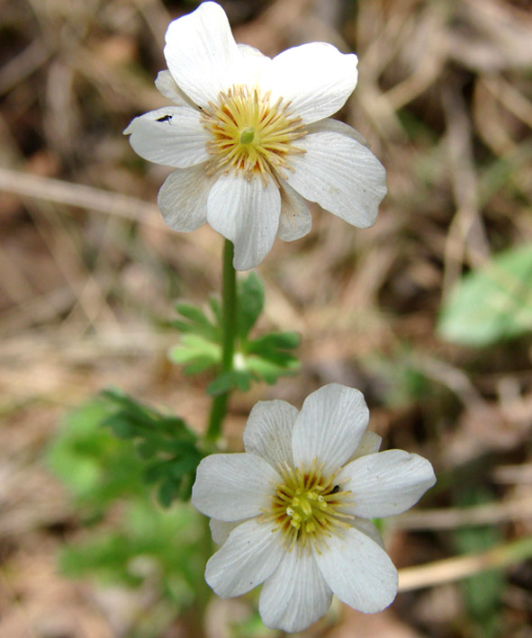 Image of Callianthemum isopyroides specimen.