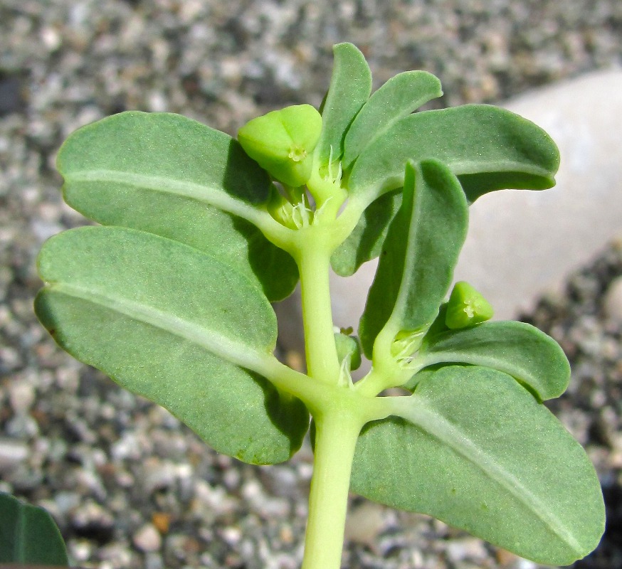 Изображение особи Euphorbia peplis.