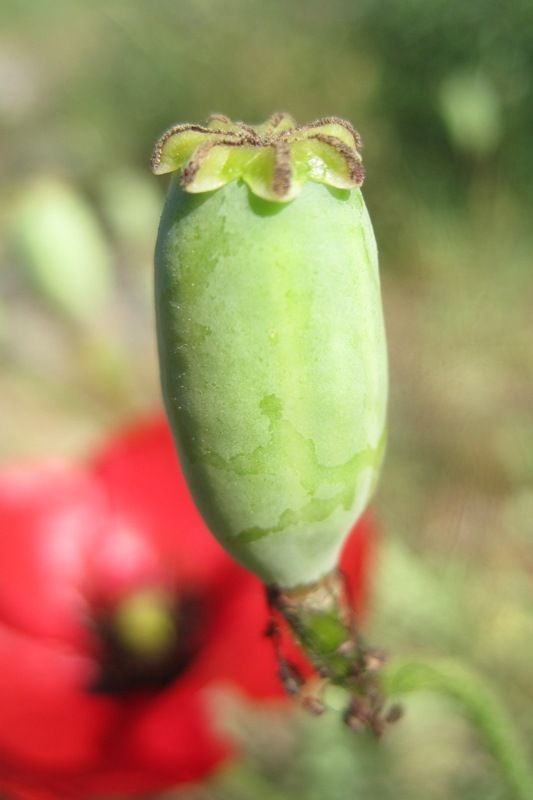 Image of Papaver macrostomum specimen.