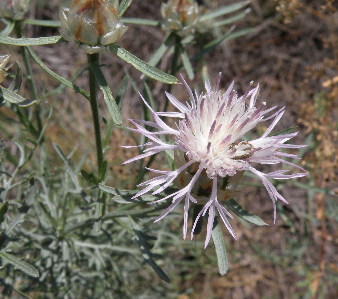 Image of Centaurea konkae specimen.