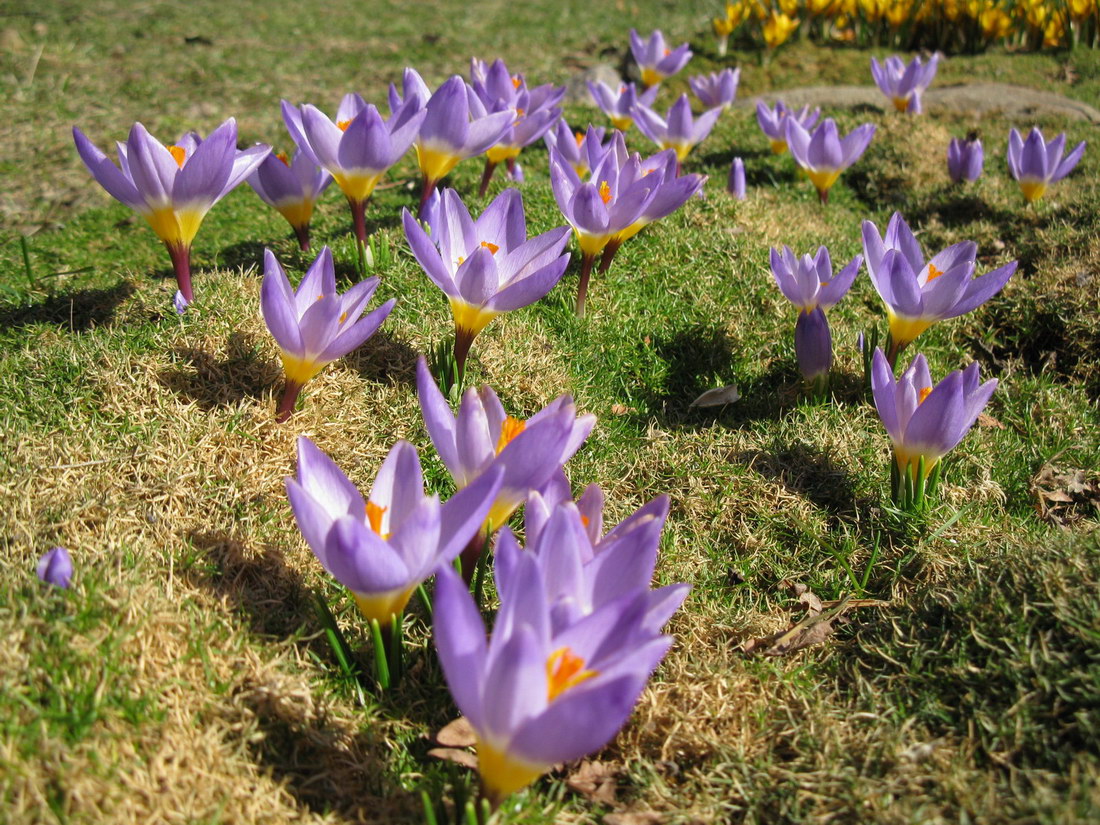 Image of Crocus sieberi ssp. sublimis specimen.