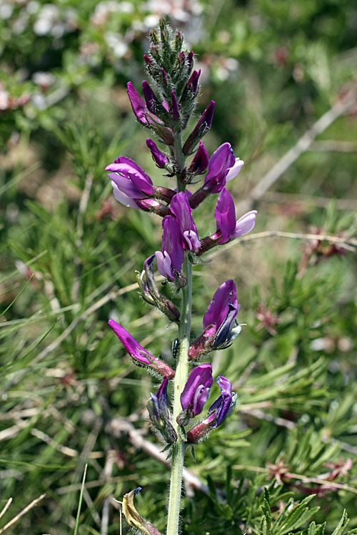 Image of genus Oxytropis specimen.