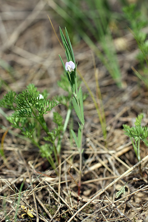 Image of Lathyrus inconspicuus specimen.