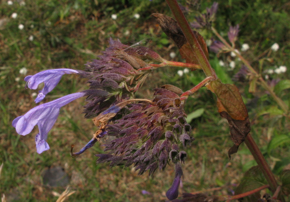 Изображение особи Nepeta sibirica.