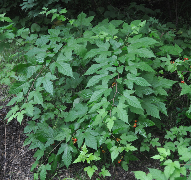 Изображение особи Rubus crataegifolius.