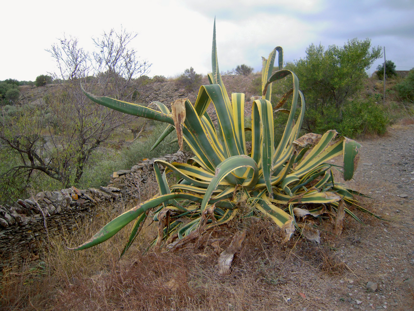 Image of Agave americana var. marginata specimen.