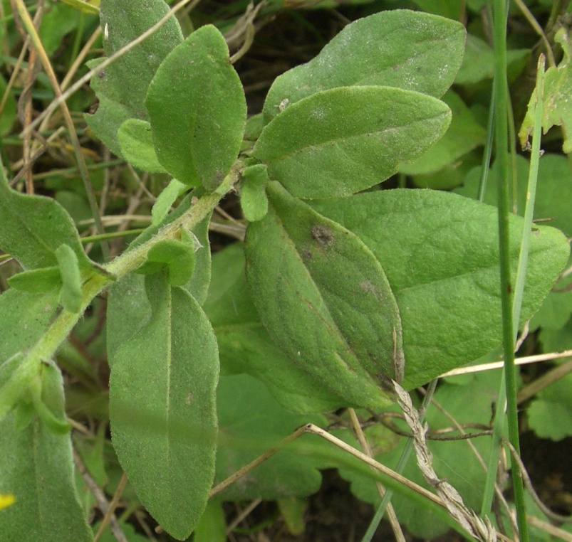 Image of Inula britannica specimen.