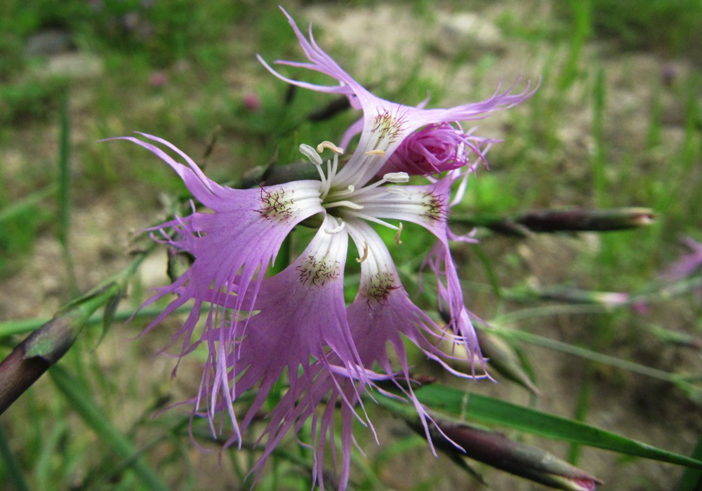 Image of Dianthus sajanensis specimen.