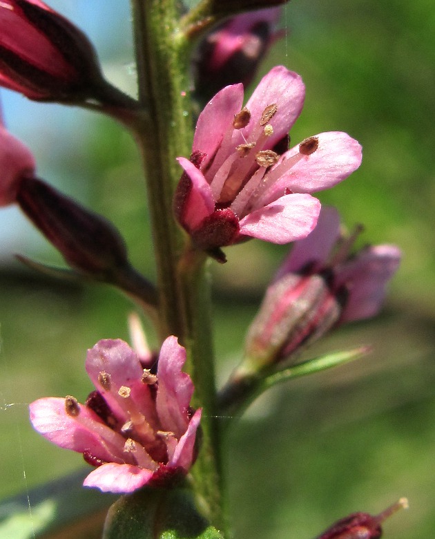 Image of Lysimachia dubia specimen.