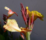 genus Canna. Соцветие. Португалия, Лиссабон, газон. 15.07.2012.