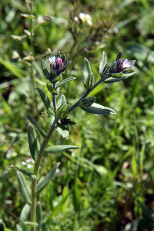 Изображение особи Buglossoides arvensis.