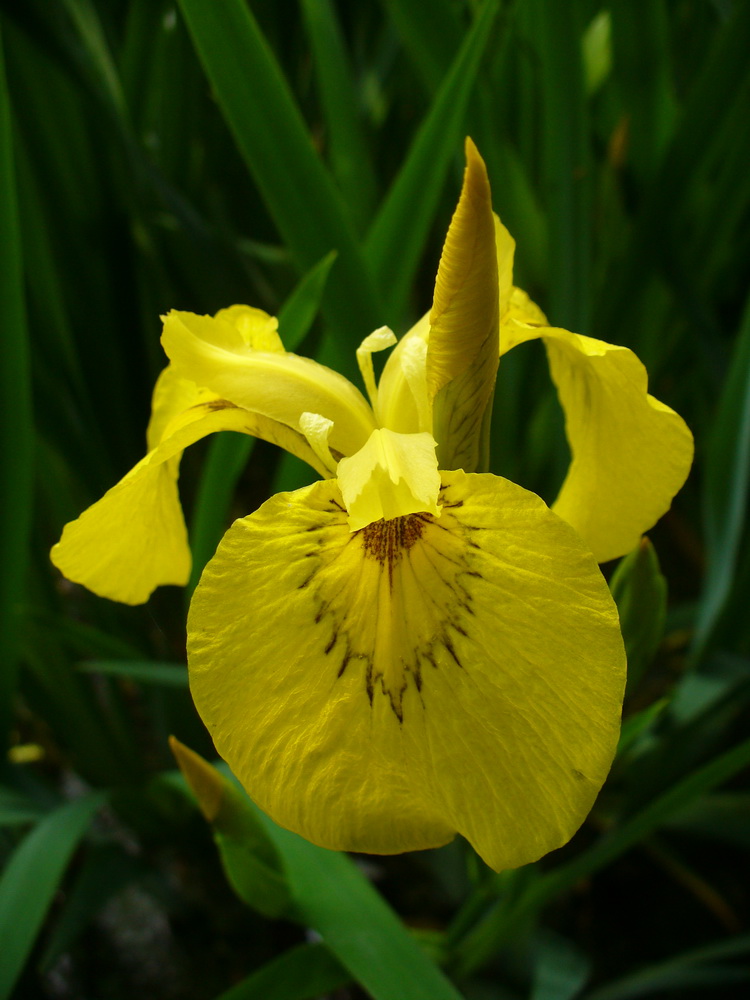 Image of Iris pseudacorus specimen.